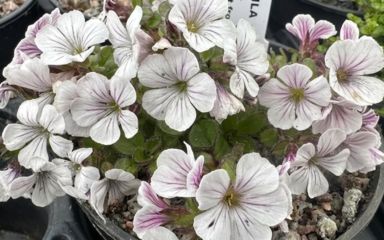 Gypsophila cerastioides